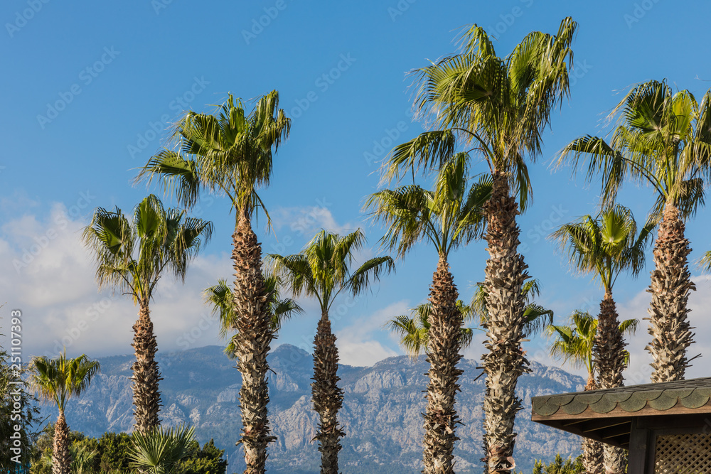 Obraz premium tall palm trees