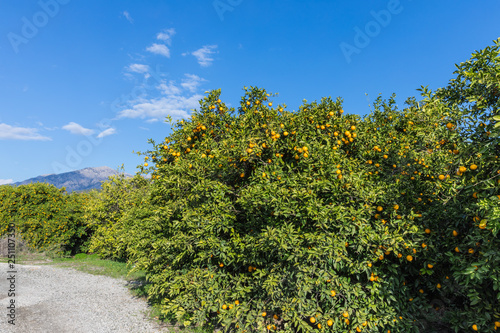 tangerine trees near Kemer, Turkey
