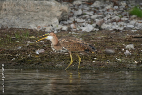 Purple heron  Ardea purpurea  