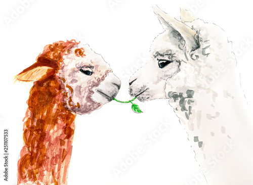 Fototapeta Naklejka Na Ścianę i Meble -  Two funny lamas eating one leaf isolated on white hand drawn illustration