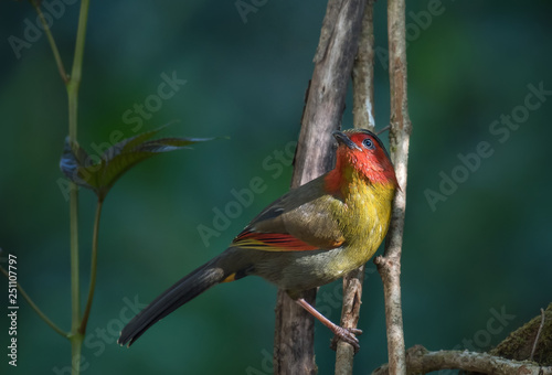  Liocichla phoenicea (Red-faced Liocichla) on branch on green background. photo