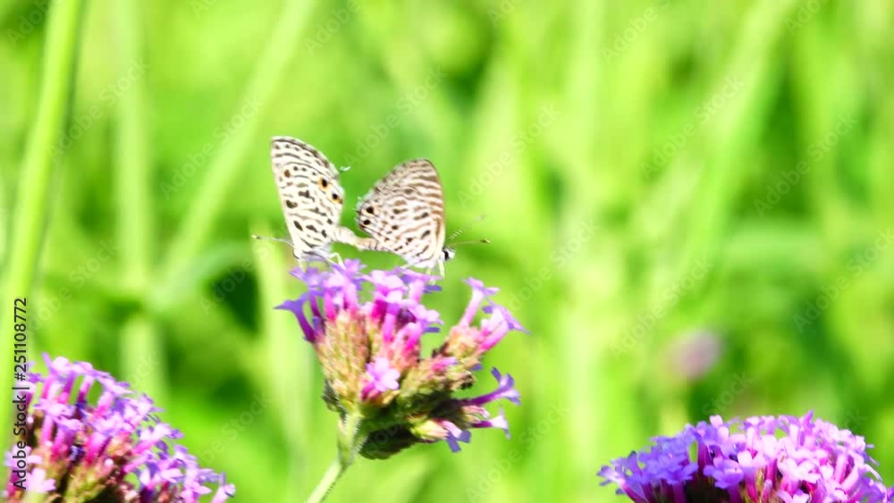 4K Thai beautiful butterfly on meadow flowers nature outdoor 4K Thai beautiful butterfly on meadow flowers nature outdoor
