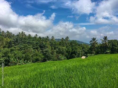 green field and blue sky