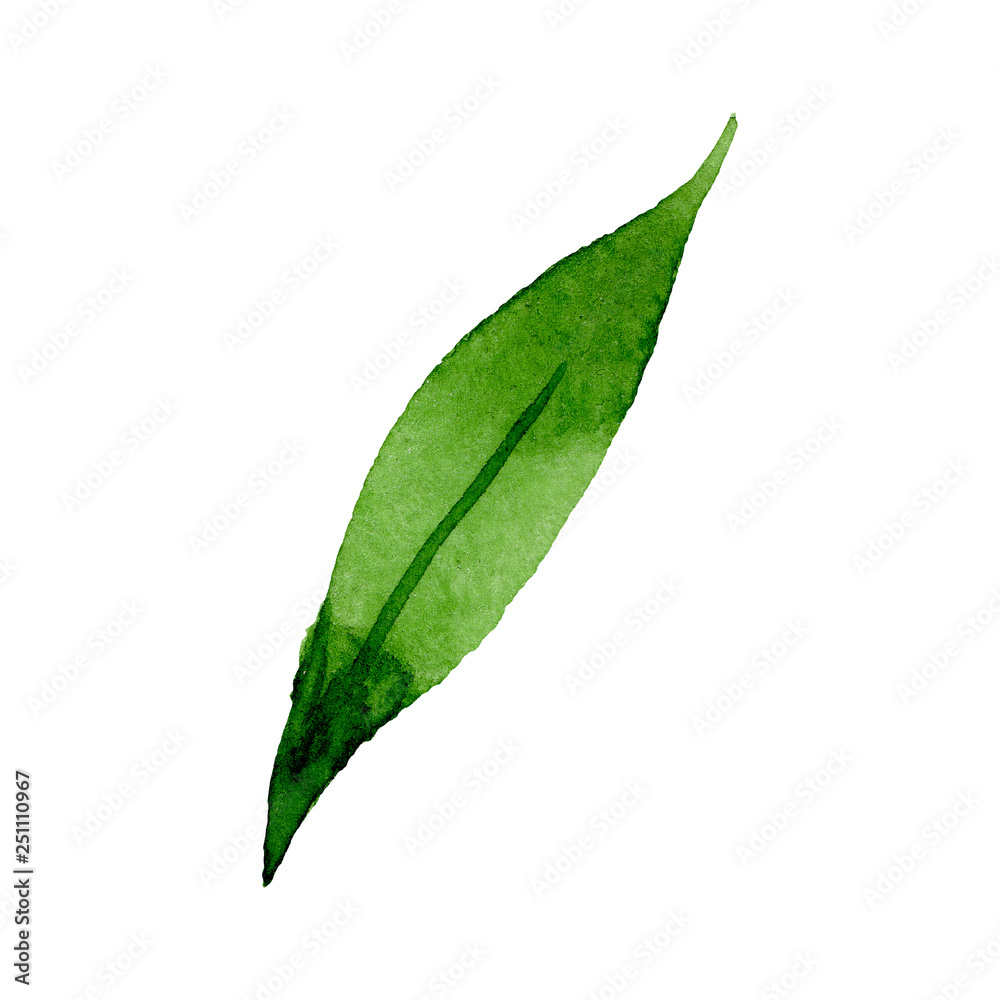 Obraz premium Green leaf floral botanical flower. Watercolor background illustration set. Isolated leaf illustration element.