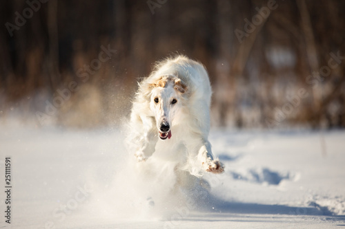 Funny beige Russian borzoi dog running on the snow in the winter field