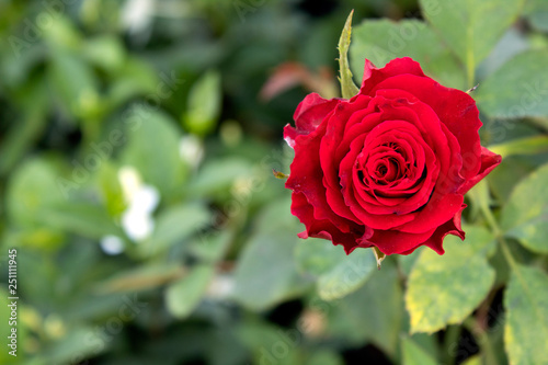 red rose in garden