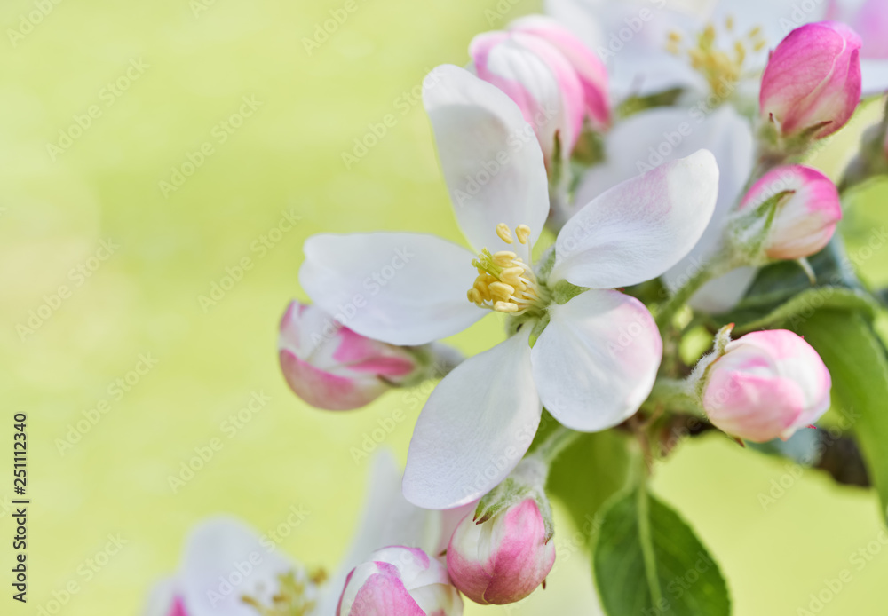 Obraz premium Blooming flowers of apple tree. Close up of apple bud.