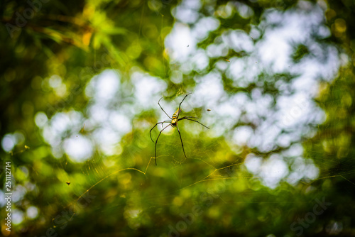 Golden Silk Orb Weaver (Nephila) or Giant wood spiders, or Banana spiders. Big colorful spider on its web in forest