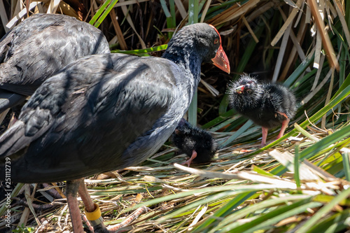 Cute baby Pukeko chick looking at mother 