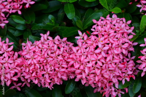 pink ixora