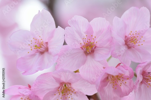 Landscape of Pink Cherry blosoms in sunshine