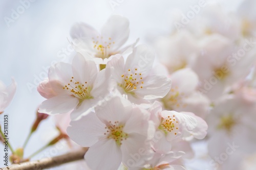 Landscape White Cherry Blossoms in Sunshine