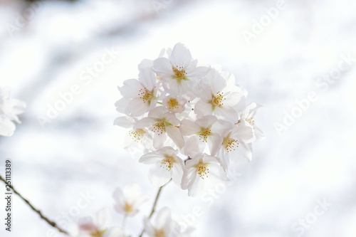 Landscape White Cherry Blossoms in Sunshine