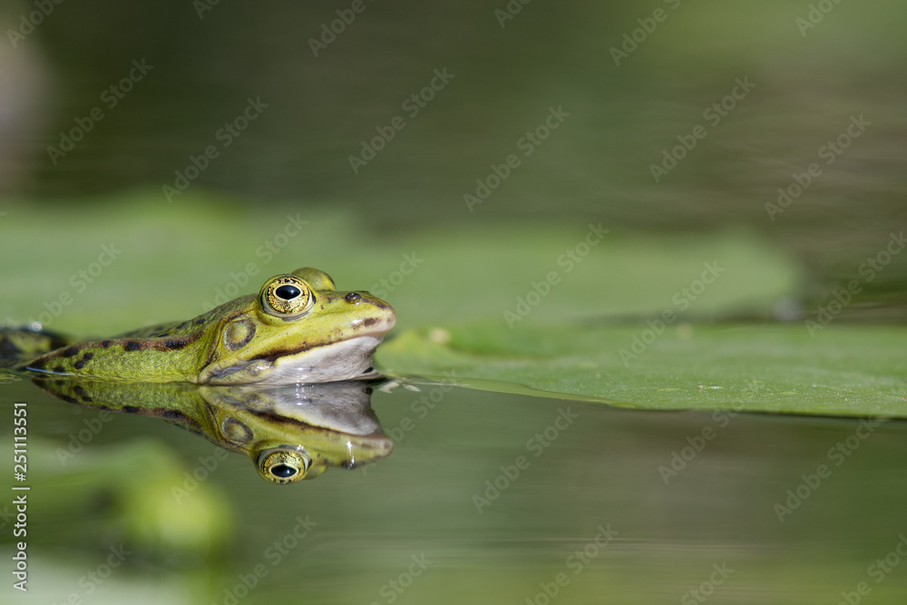 pond frog with nice reflection pond frog with nice reflection