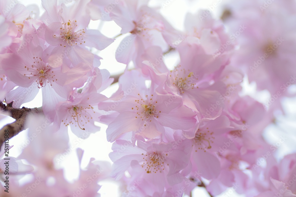 Landscape of Pink Cherry blosoms in sunshine Landscape of Pink Cherry blosoms in sunshine