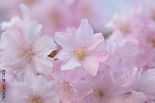 Landscape of Pink Cherry blosoms in sunshine