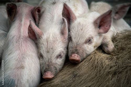 piglets in farm