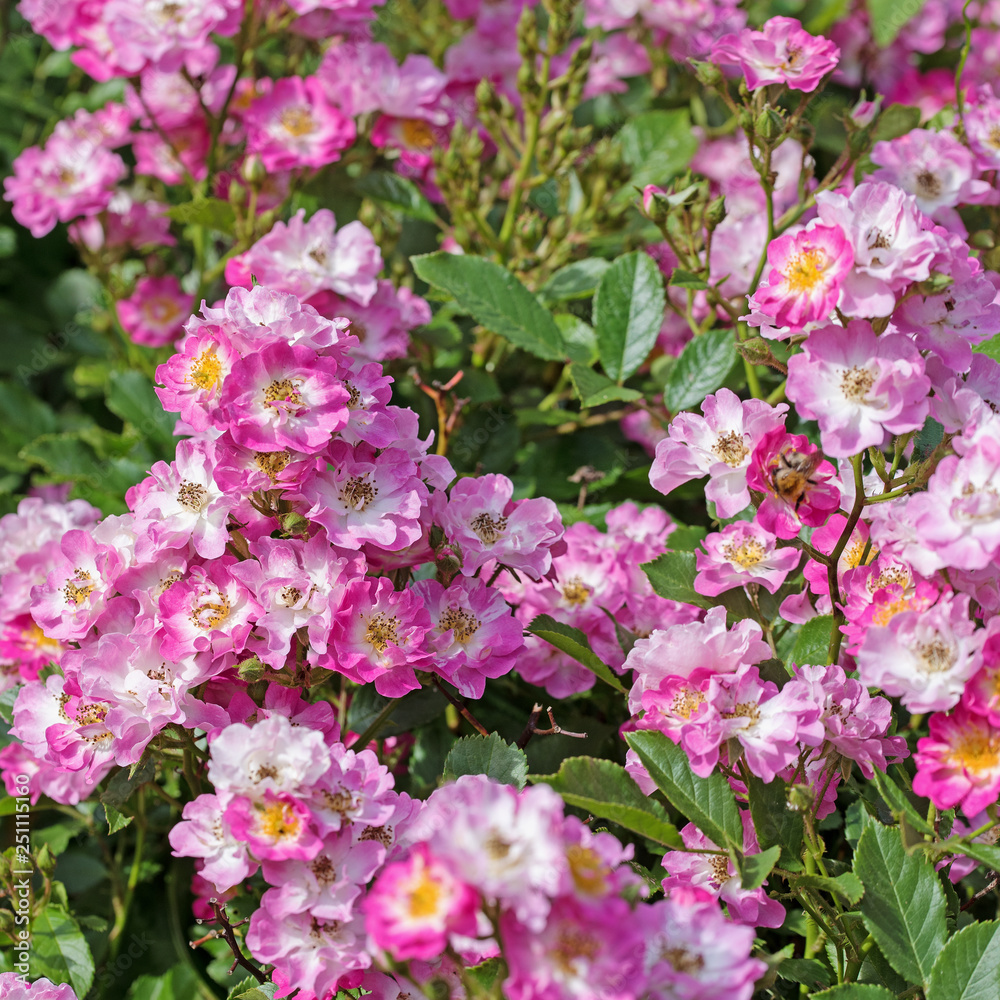 Blühende rosa Buschrosen Blühende rosa Buschrosen
