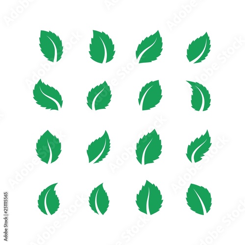 Mint leaves. Peppermint melissa green leaf, fresh eco food label, vegan herbal farm plant, spearmint leaf. Vector flat tea leaves photo