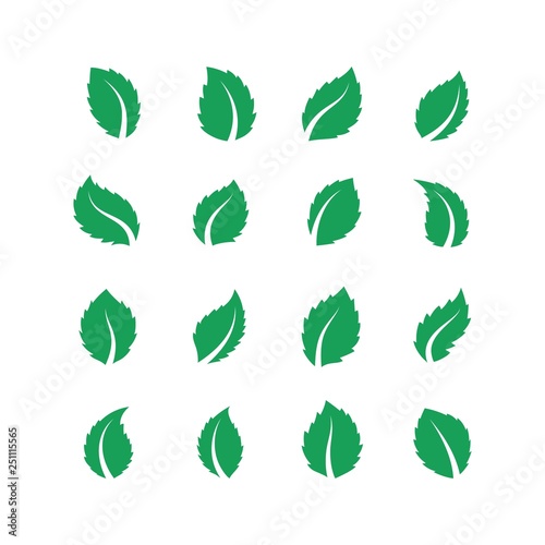 Mint leaves. Peppermint melissa green leaf, fresh eco food label, vegan herbal farm plant, spearmint leaf. Vector flat tea leaves