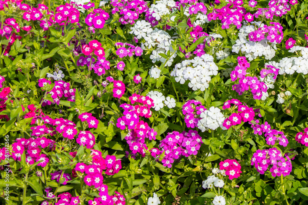 Garden phlox flowers blooming in graden in bright sunny day Garden phlox flowers blooming in graden in bright sunny day