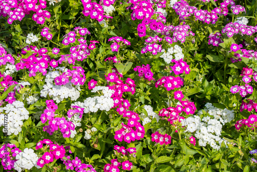 Garden phlox flowers blooming in graden in bright sunny day