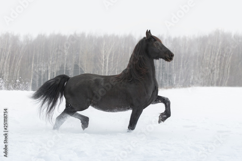 Black friesian horse running on the snow-covered field in the winter