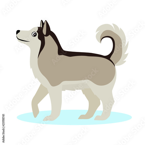 Pretty Alaskan Malamute icon, big furry dog, isolated on white background