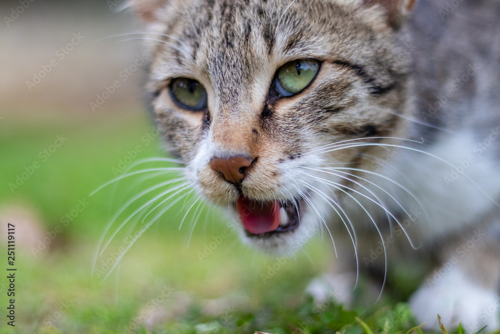 Gray cat with open mouth