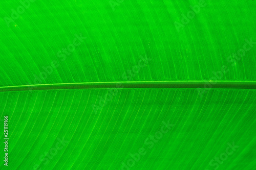 banana leaf background.