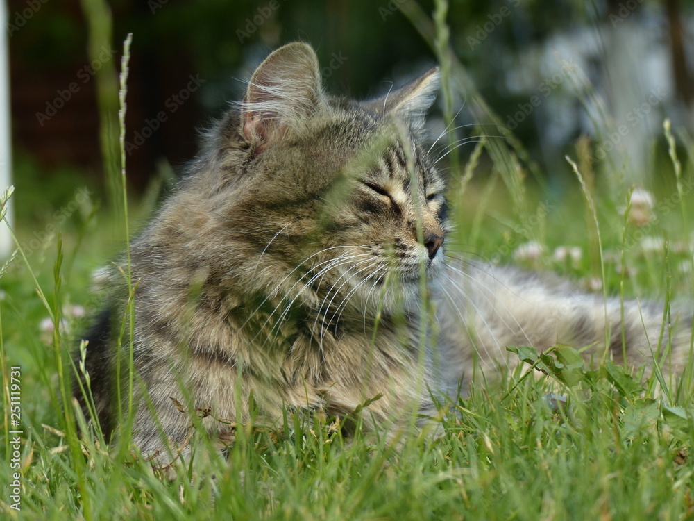 The cat is sleeping in the grass