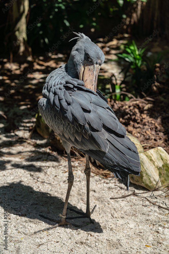 Fototapeta premium Shoebill