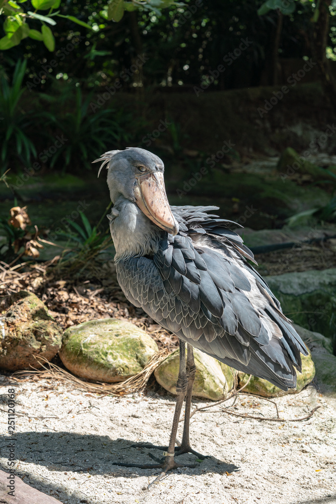 Obraz premium Shoebill