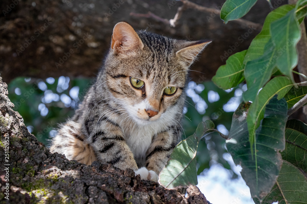 Cat Staring Intensely from tree Cat Staring Intensely from tree
