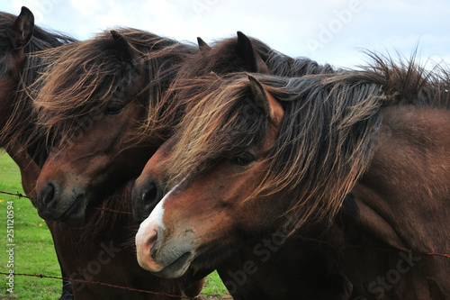 Island  Iceland  Pferde  Ponny