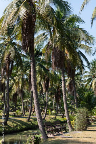 coconut palm trees farm in Thailand