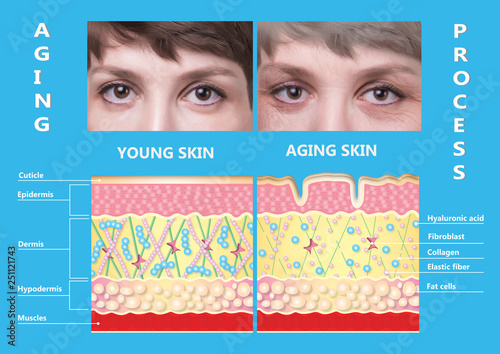 younger skin and aging skin. elastin and collagen. photo