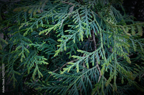 Fresh green branches of thuja. Natural background. THUJA KORAIENSIS  GLAUCA PROSTRATA 