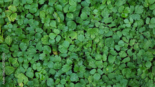 Greenish jib natural background. Beautiful nature background concept.