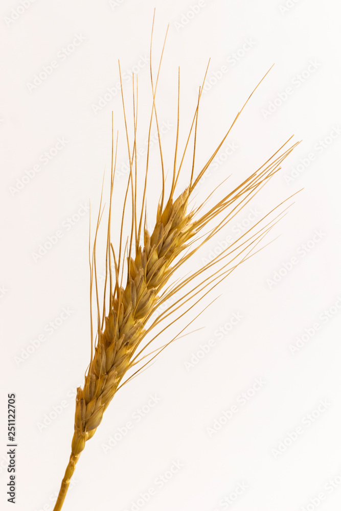 One spikelet of wheat. Top view. close-up.