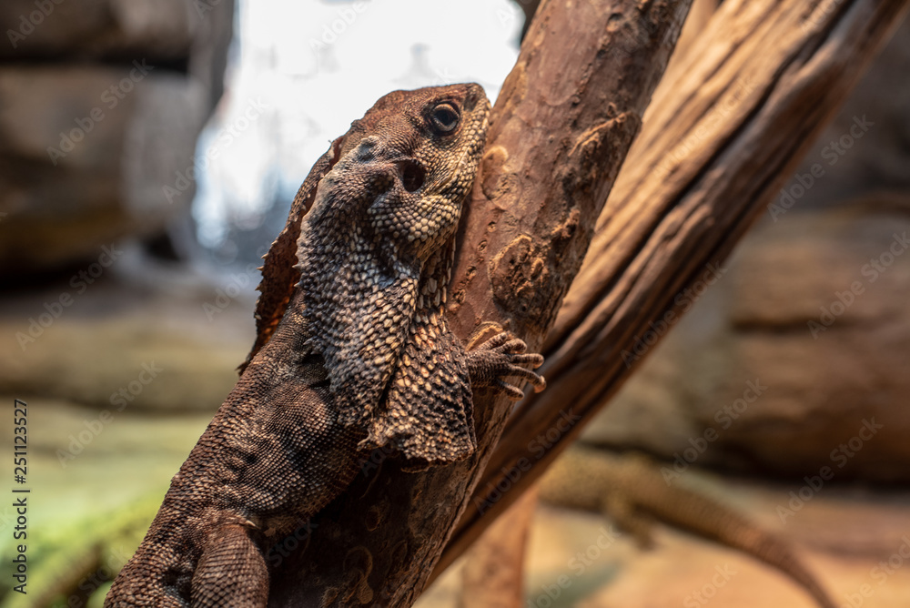 Fototapeta premium Frilled-neck lizard on a branch