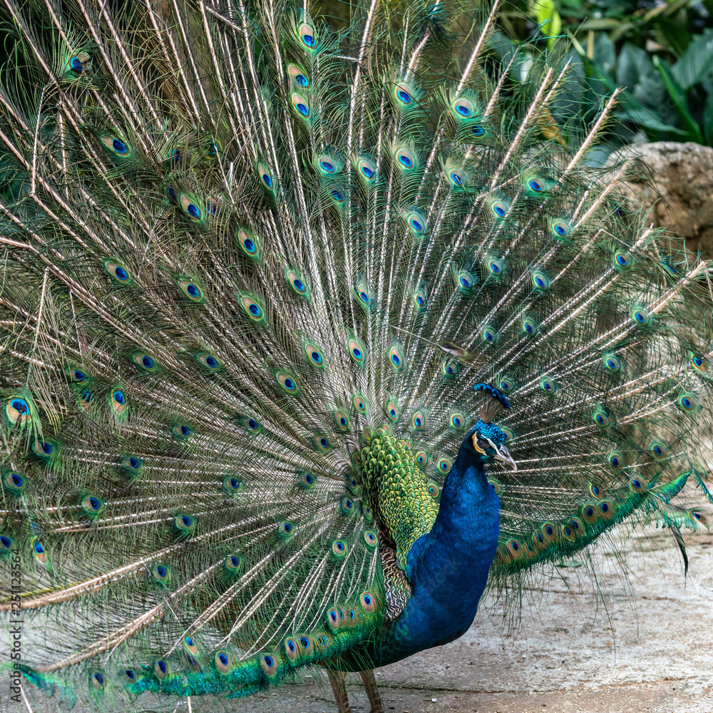 Naklejka premium Peacock spreading its beautiful feathers - Square image