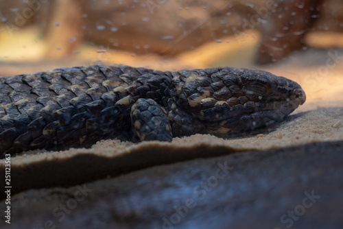 Singleback skink taking a nap photo