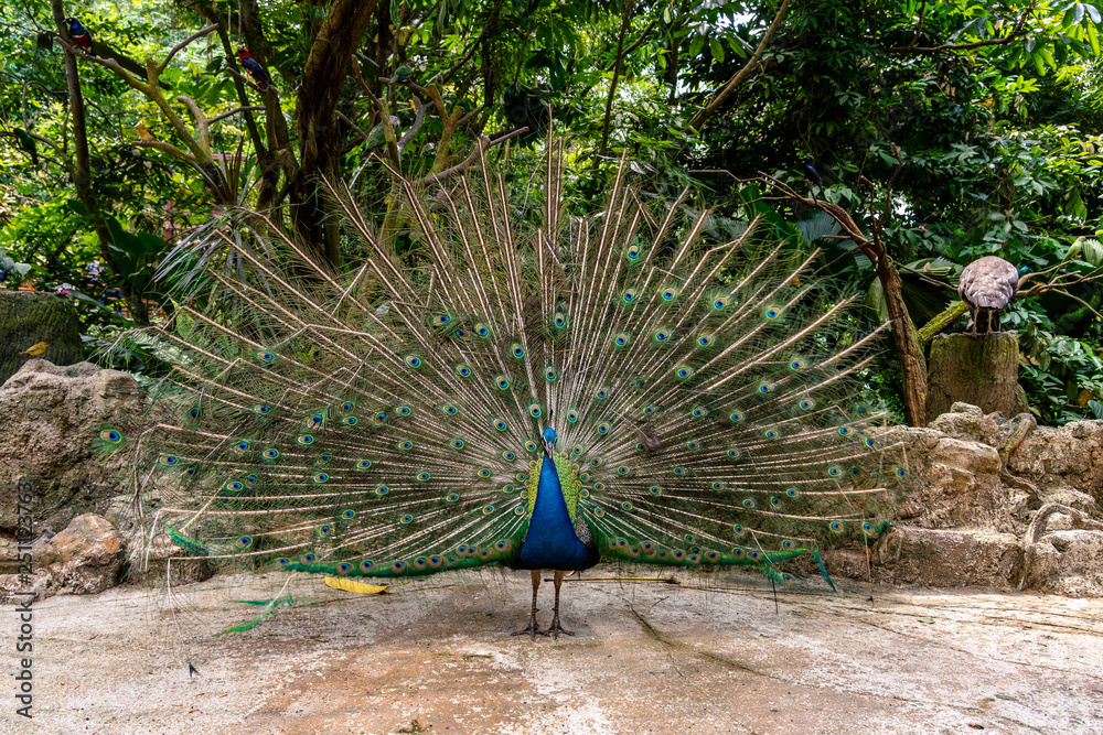 Obraz premium Peacock spreading its beautiful feathers - Square image