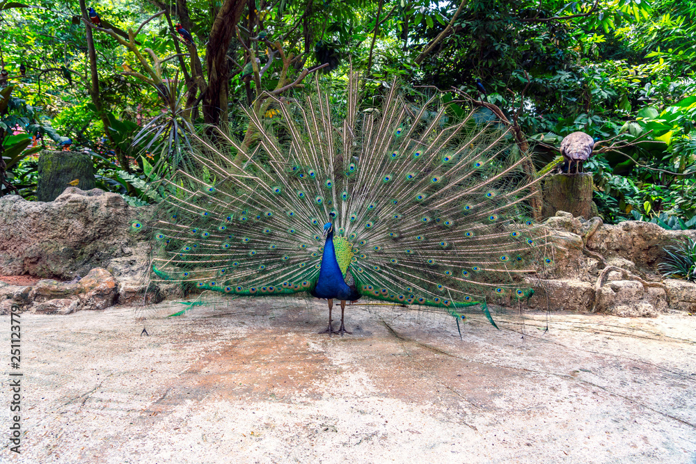 Obraz premium Peacock spreading its beautiful feathers - Square image