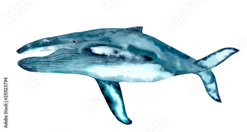 Watercolor Whale hand painted illustration isolated on white background. Realistic underwater animal art. Blue whale © illustratrice Manu
