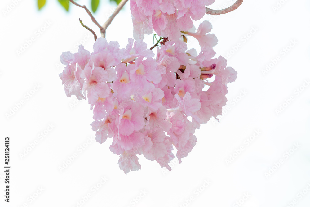 chompoo pantip or pink pantip sakura blossom in Thailand chompoo pantip or pink pantip sakura blossom in Thailand