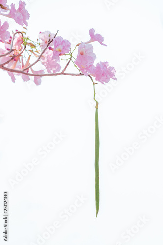Fototapeta Naklejka Na Ścianę i Meble -  chompoo pantip or pink pantip sakura blossom in Thailand