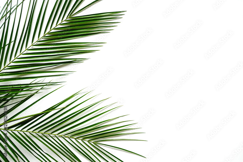 tropical green palm branches pattern frame on a white background. top view.copy space.abstract. tropical green palm branches pattern frame on a white background. top view.copy space.abstract.