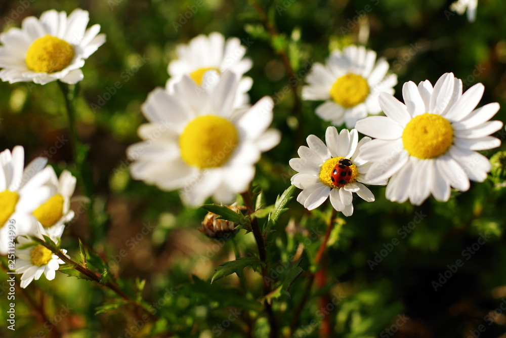 てんとう虫(Ladybug) てんとう虫(Ladybug)